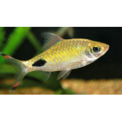 Barbusas Filamentosa