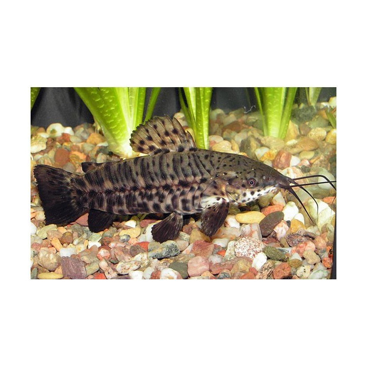 akvariuminė žuvis tarakatas megalechis thoracata