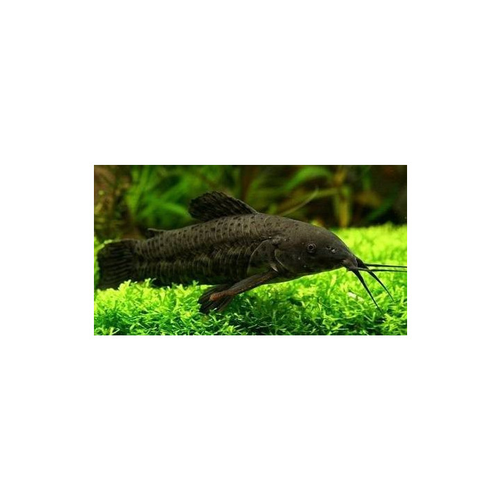 akvariuminė žuvis tarakatas megalechis thoracata