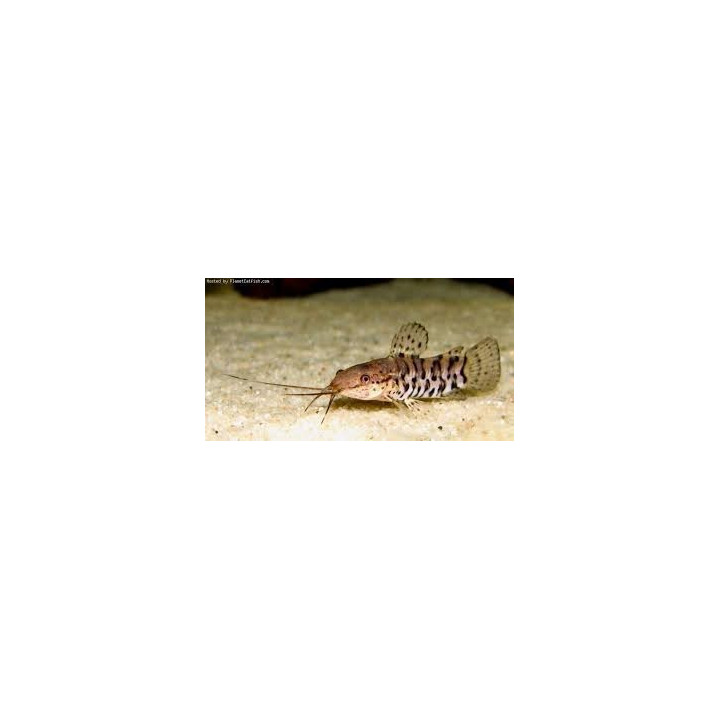 akvariuminė žuvis tarakatas megalechis thoracata