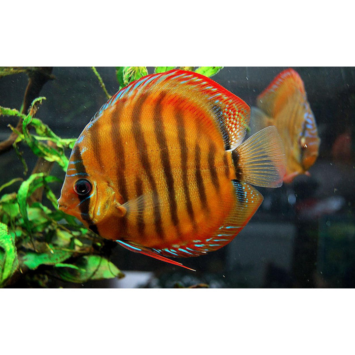 Diskusas