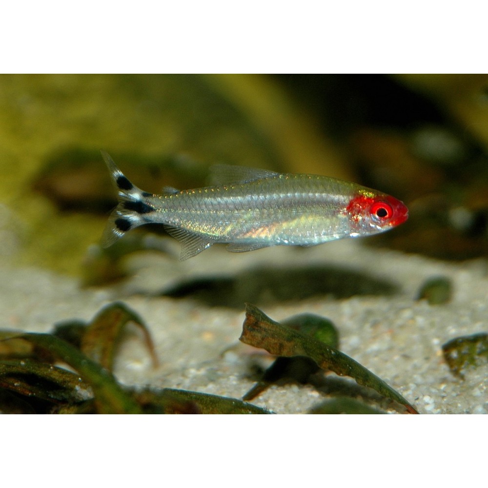 Rodostomusas