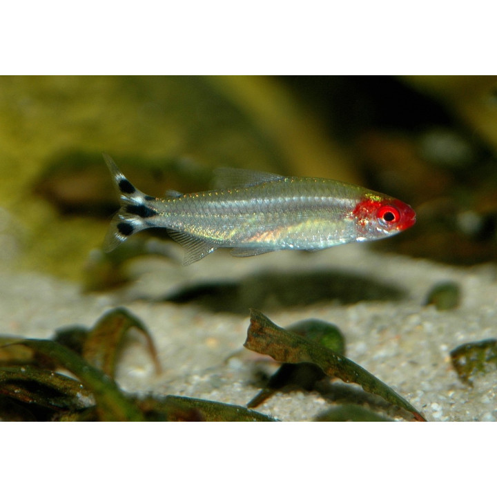 Rodostomusas
