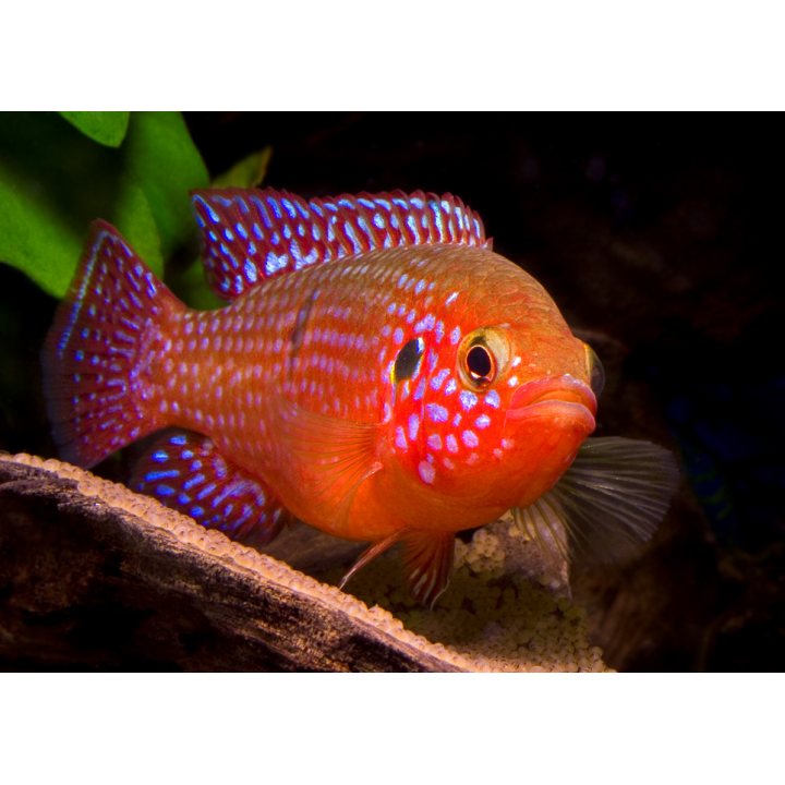 Chromis gražuolis