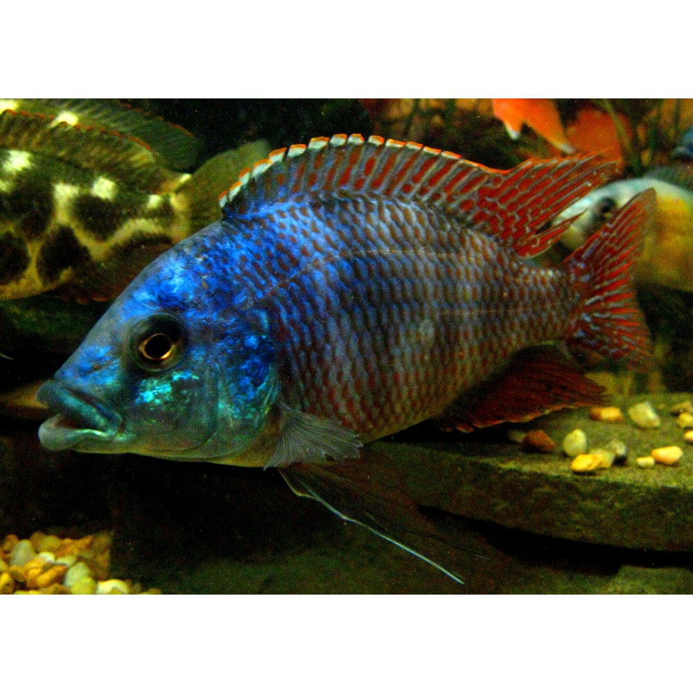 Placidochromis Milomo
