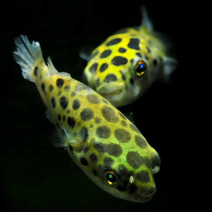 Tetraodonas