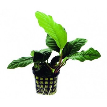 Akvariuminis augalas Anubias caffeefolia