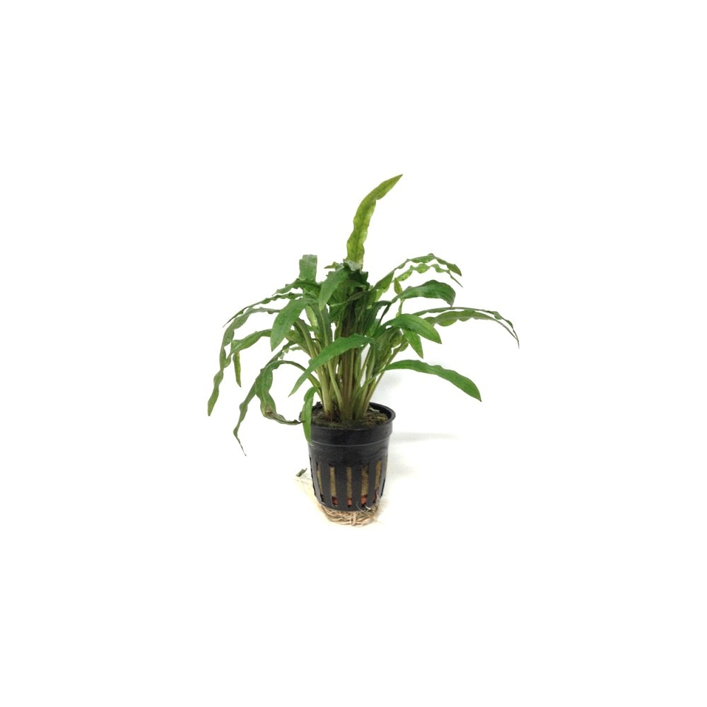 Akvariuminis augalas Cryptocoryne costata