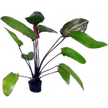 Akvariuminis augalas Echinodorus Regine Hildebrandt