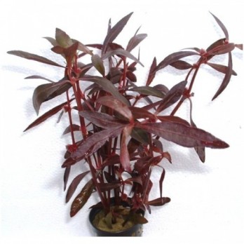 Akvariuminis augalas Alternanthera sessilis