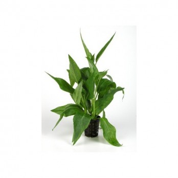 Akvariuminis augalas Gymnocoronis green