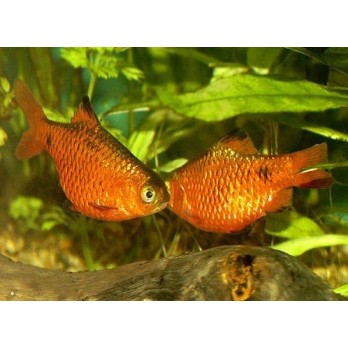 Ugninis barbusas