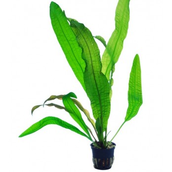 Akvariuminis augalas Aponogeton boivinianus
