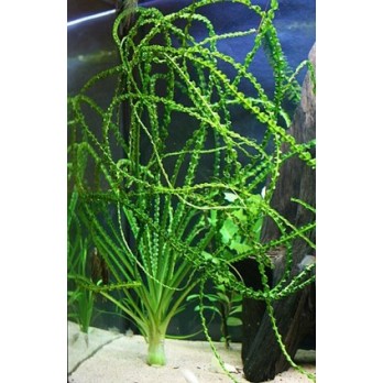 Akvariuminis augalas Crinum calamistratum