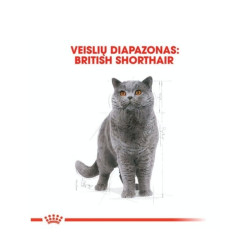 Royal Canin FBN British Shorthair Adult maistas suaugusioms Britų trumpaplaukių veislės katėms 0,4 kg - nuotrauka 3