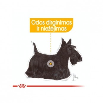 Royal Canin CCN Mini Dermacomfort sausas maistas šunims, turintiems jautrią, sudirgusią odą, 1 kg