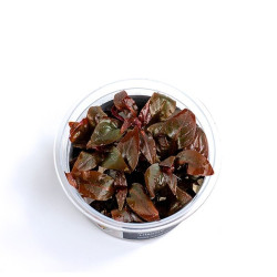 Akvariumo augalas Alternanthera reineckii Lilacina - nuotrauka 4