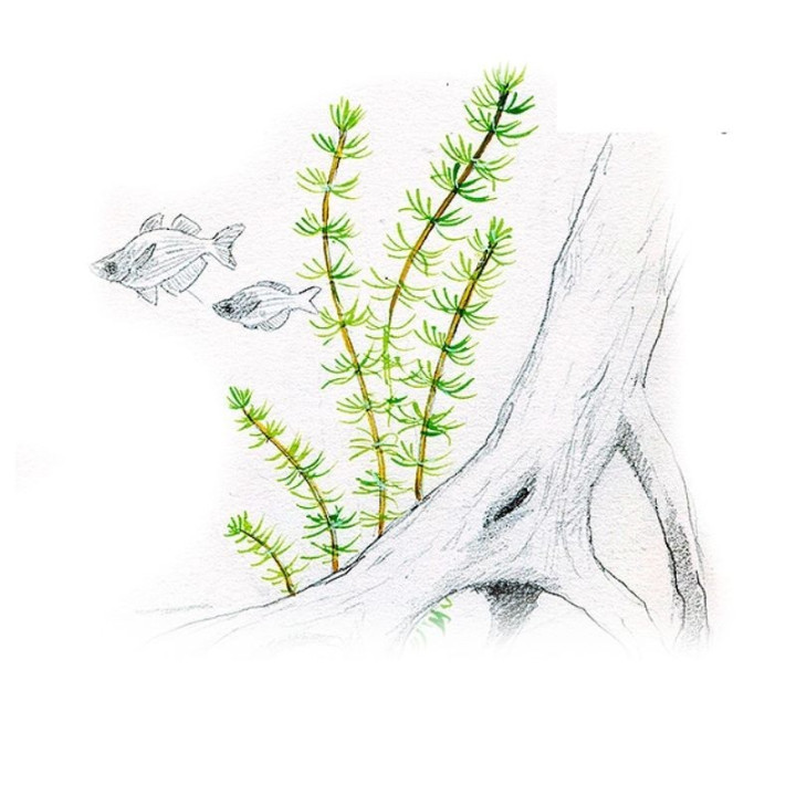 Akvariumo augalas Bacopa