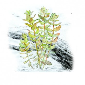 Akvariumo augalas Bacopa caroliniana