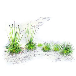 Akvariumo augalas Eriocaulon cinereum - nuotrauka 2