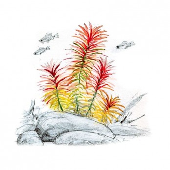 Akvariumo augalas Limnophila aromatica