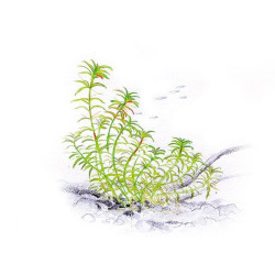 Akvariumo augalas Limnophila Vietnam - nuotrauka 2