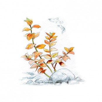 Akvariumo augalas Ludwigia ovalis