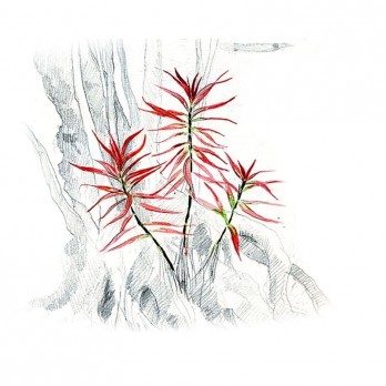 Akvariumo augalas Ludwigia brevipes