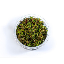 Akvariumo augalas Rotala sp. Yao Yai - nuotrauka 4