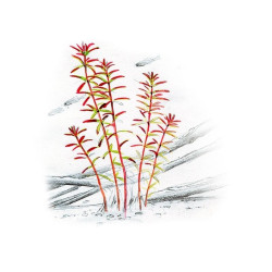 Akvariumo augalas Rotala sp. Yao Yai - nuotrauka 2