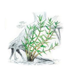 Akvariumo augalas Gratiola viscidula - nuotrauka 2