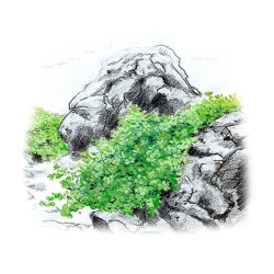 Akvariumo augalas Hemianthus callitrichoides Cuba - nuotrauka 2