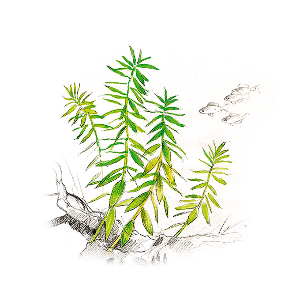 Akvariumo augalas Limnophila sp. Scrophulariaceae
