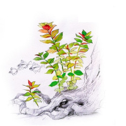 Akvariumo augalas Ludwigia repens Mesakana - nuotrauka 2