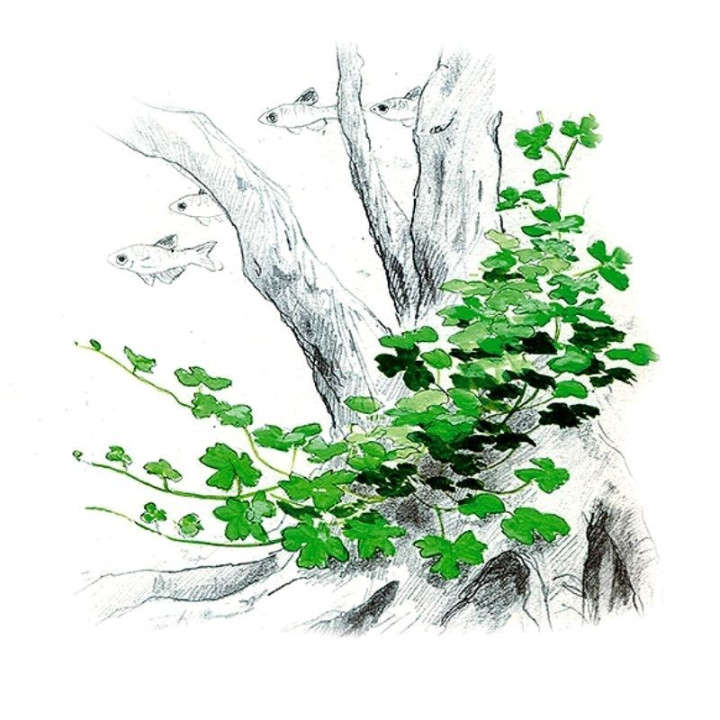 Akvariumo augalas Hydrocotyle sp. Japan
