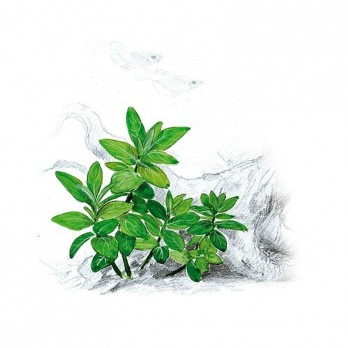Akvariumo augalas Staurygone repens