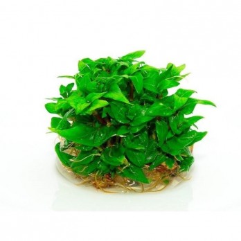 Akvariumo augalas Staurygone repens