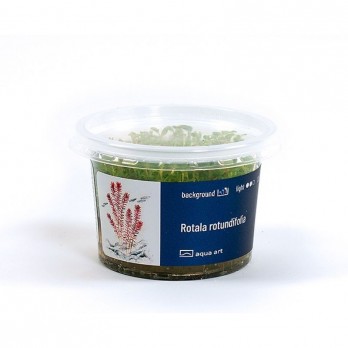 Akvariumo augalas Rotala rotundifolia