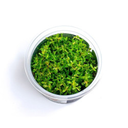 Akvariumo augalas Rotala rotundifolia - nuotrauka 5