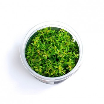 Akvariumo augalas Rotala rotundifolia