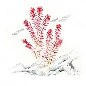Akvariumo augalas Rotala rotundifolia