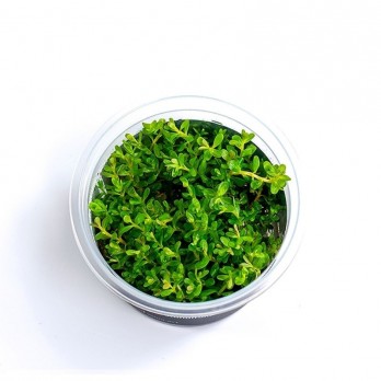 Akvariumo augalas Rotala rotundifolia Green