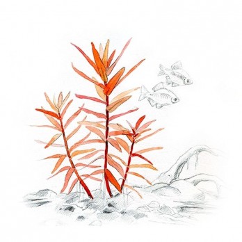 Akvariumo augalas Ammania gracilis