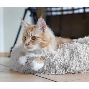 *Pliušinis guolis, 40 cm (pilkas)