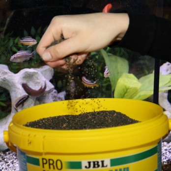 JBL ProNovo Malawi Grano M pašaras žuvims 5,5 l