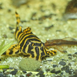 JBL ProNovo Pleco Wafer M pašaras žuvims 5,5  (2,9 kg) - nuotrauka 5
