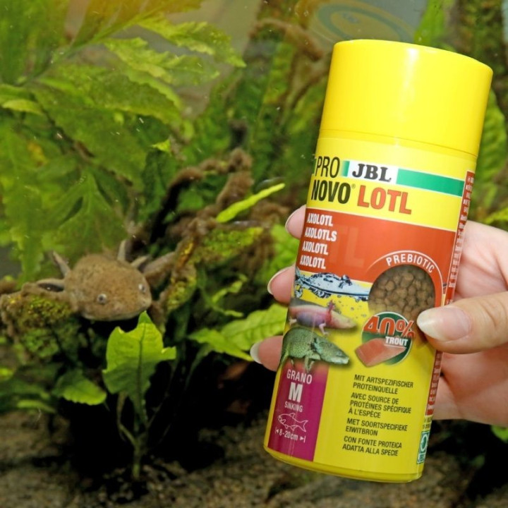 JBL ProNovo Lotl Grano M pašaras aksolotliams 250 ml | Akvazoo.lt