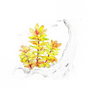 Akvariumo augalas Ludwigia sphaerocarpa Pilosa