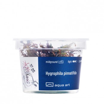 Akvariumo augalas Hygrophila pinnatifida