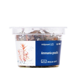 Akvariumo augalas Ammania gracilis - nuotrauka 3